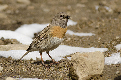 Robin accentor